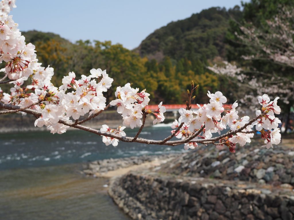 今年は桜満開で宇治川さくらまつり開催されました 平成31年4月6日 7日 宇治の方程式 宇治市に特化したローカルウェブメディア